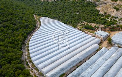 ANTALYA DEMRE KÖŞKERLERDE ÜRETİME HAZIR SATILIK SERA