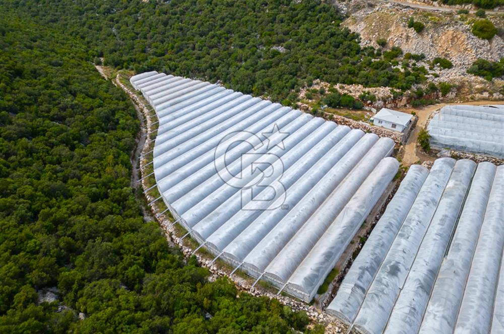 ANTALYA DEMRE KÖŞKERLERDE ÜRETİME HAZIR SATILIK SERA
