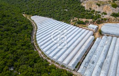 ANTALYA DEMRE KÖŞKERLERDE ÜRETİME HAZIR SATILIK SERA