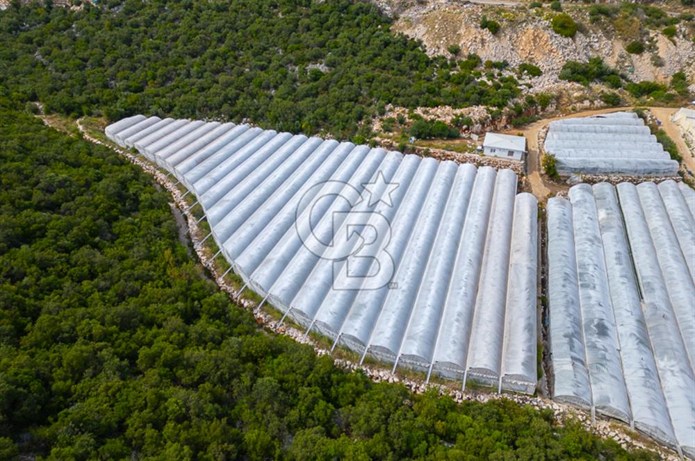 ANTALYA DEMRE KÖŞKERLERDE ÜRETİME HAZIR SATILIK SERA
