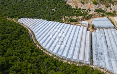 ANTALYA DEMRE KÖŞKERLERDE ÜRETİME HAZIR SATILIK SERA