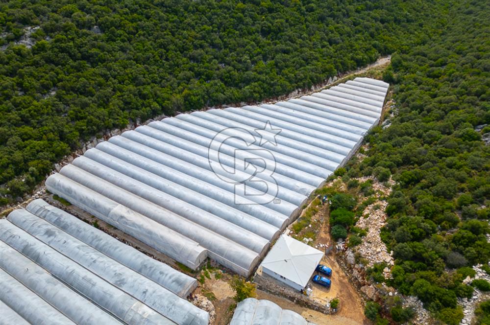 ANTALYA DEMRE KÖŞKERLERDE ÜRETİME HAZIR SATILIK SERA