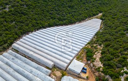 ANTALYA DEMRE KÖŞKERLERDE ÜRETİME HAZIR SATILIK SERA