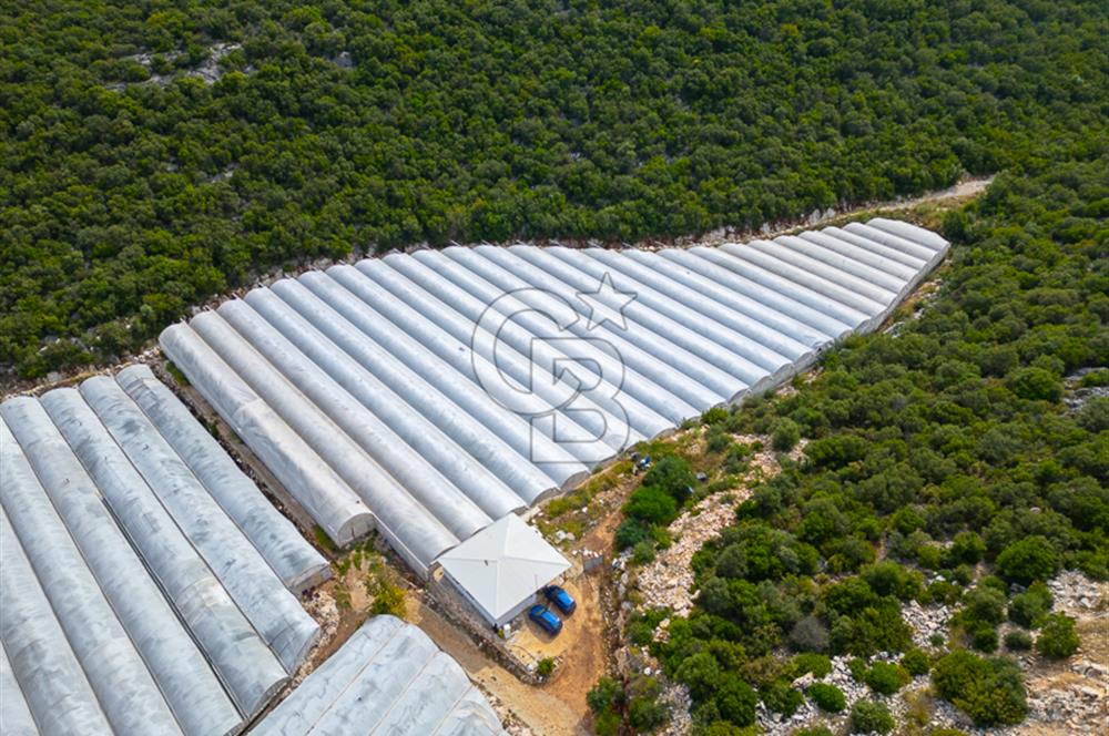 ANTALYA DEMRE KÖŞKERLERDE ÜRETİME HAZIR SATILIK SERA
