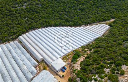 ANTALYA DEMRE KÖŞKERLERDE ÜRETİME HAZIR SATILIK SERA