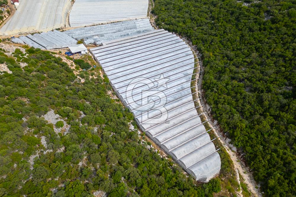 ANTALYA DEMRE KÖŞKERLERDE ÜRETİME HAZIR SATILIK SERA