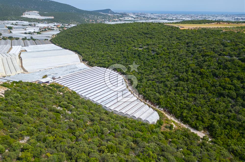 ANTALYA DEMRE KÖŞKERLERDE ÜRETİME HAZIR SATILIK SERA
