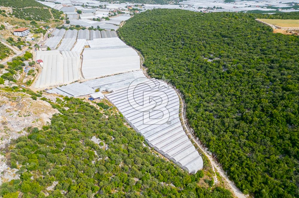 ANTALYA DEMRE KÖŞKERLERDE ÜRETİME HAZIR SATILIK SERA
