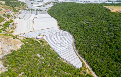 ANTALYA DEMRE KÖŞKERLERDE ÜRETİME HAZIR SATILIK SERA