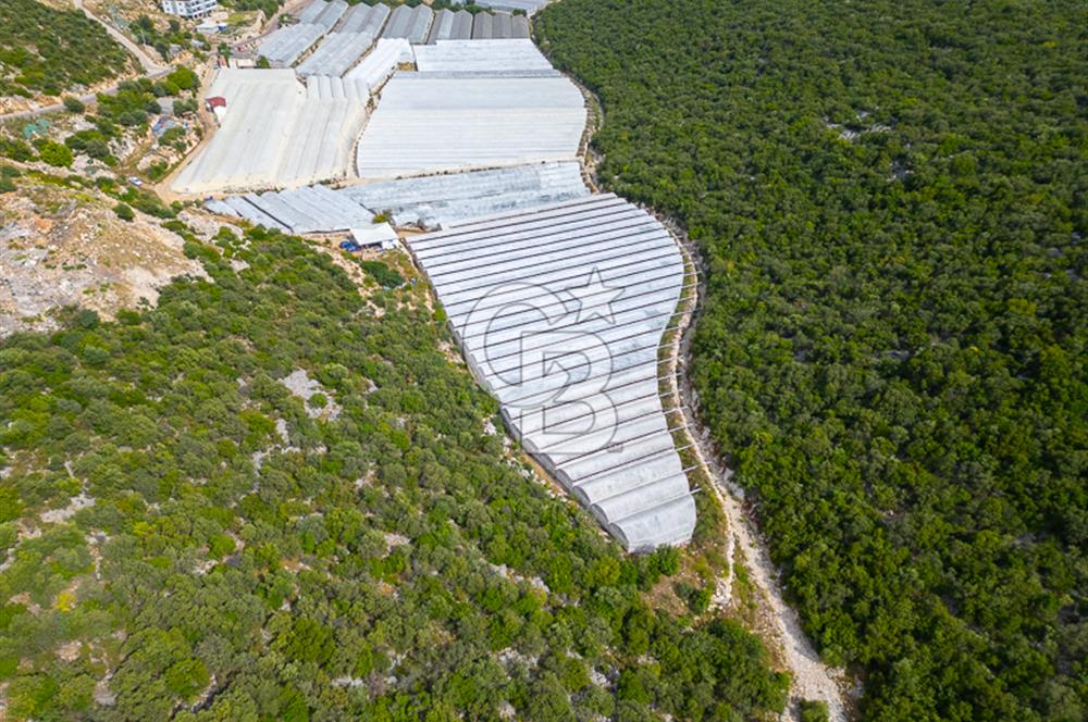 ANTALYA DEMRE KÖŞKERLERDE ÜRETİME HAZIR SATILIK SERA