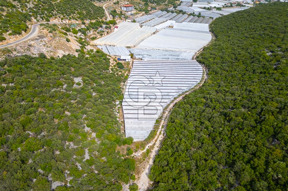 ANTALYA DEMRE KÖŞKERLERDE ÜRETİME HAZIR SATILIK SERA