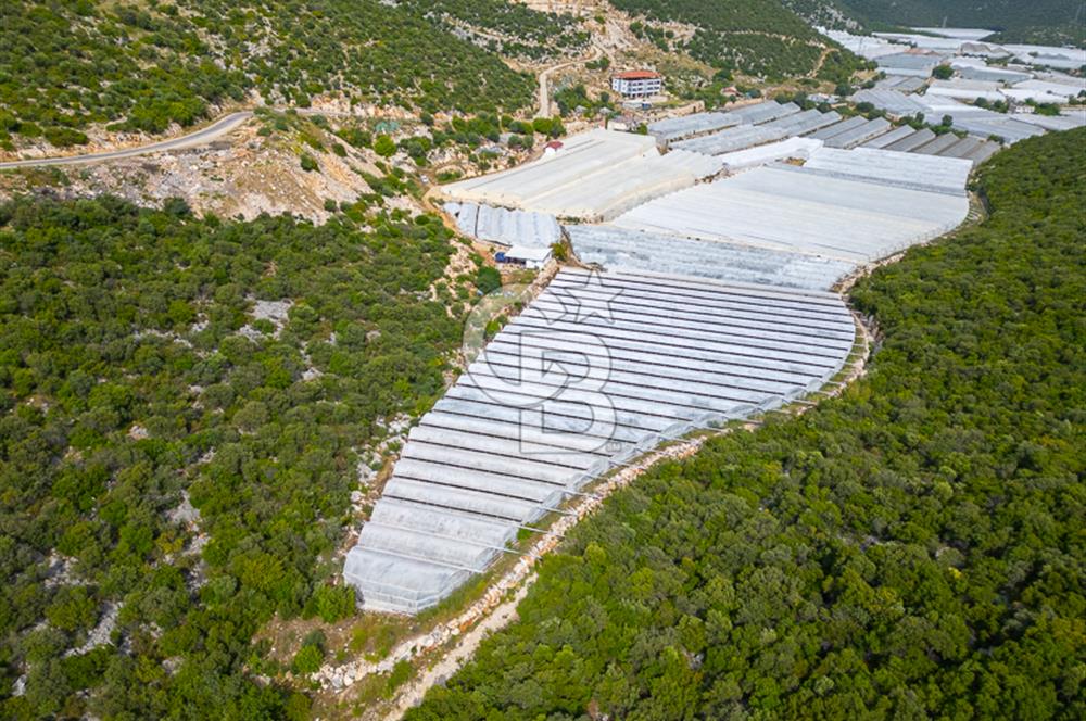 ANTALYA DEMRE KÖŞKERLERDE ÜRETİME HAZIR SATILIK SERA