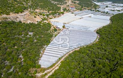 ANTALYA DEMRE KÖŞKERLERDE ÜRETİME HAZIR SATILIK SERA