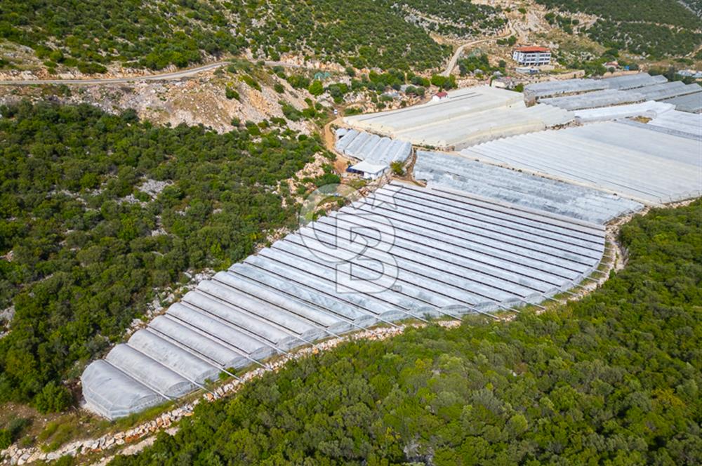 ANTALYA DEMRE KÖŞKERLERDE ÜRETİME HAZIR SATILIK SERA