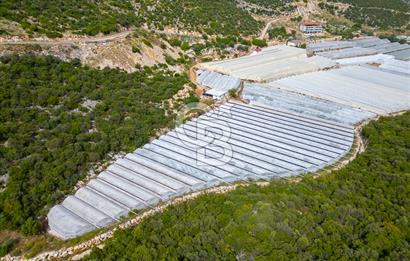ANTALYA DEMRE KÖŞKERLERDE ÜRETİME HAZIR SATILIK SERA