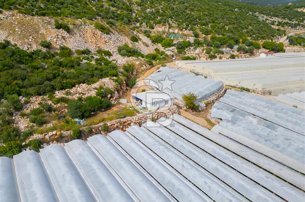 ANTALYA DEMRE KÖŞKERLERDE ÜRETİME HAZIR SATILIK SERA