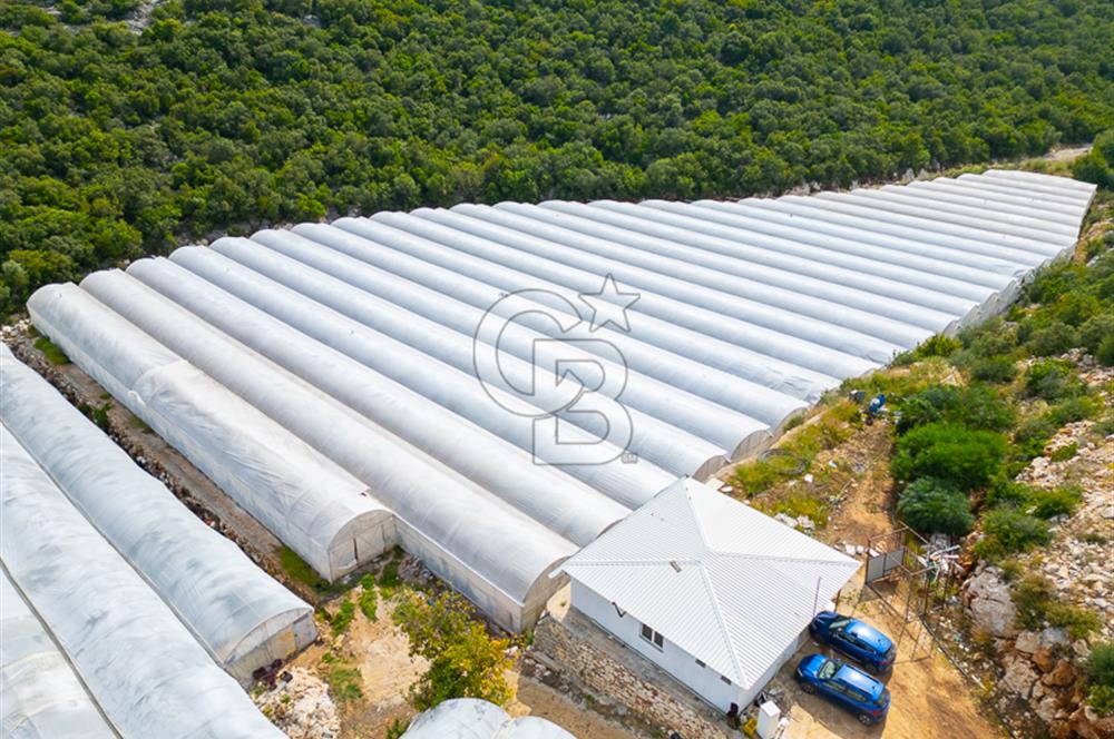 ANTALYA DEMRE KÖŞKERLERDE ÜRETİME HAZIR SATILIK SERA