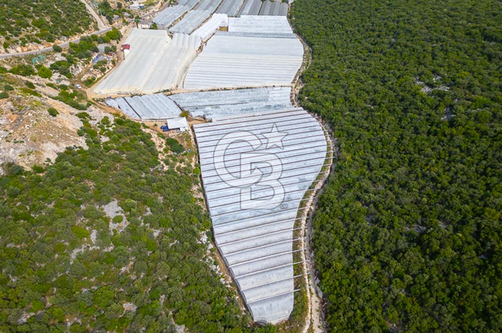 ANTALYA DEMRE KÖŞKERLERDE ÜRETİME HAZIR SATILIK SERA