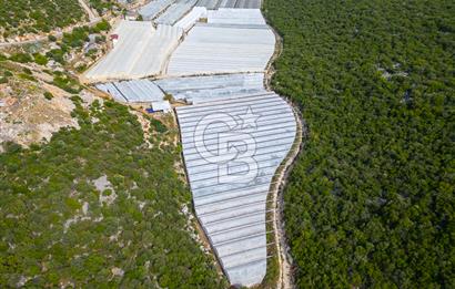 ANTALYA DEMRE KÖŞKERLERDE ÜRETİME HAZIR SATILIK SERA