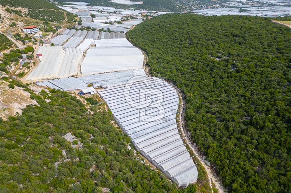 ANTALYA DEMRE KÖŞKERLERDE ÜRETİME HAZIR SATILIK SERA