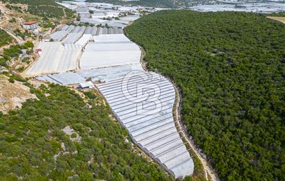 ANTALYA DEMRE KÖŞKERLERDE ÜRETİME HAZIR SATILIK SERA