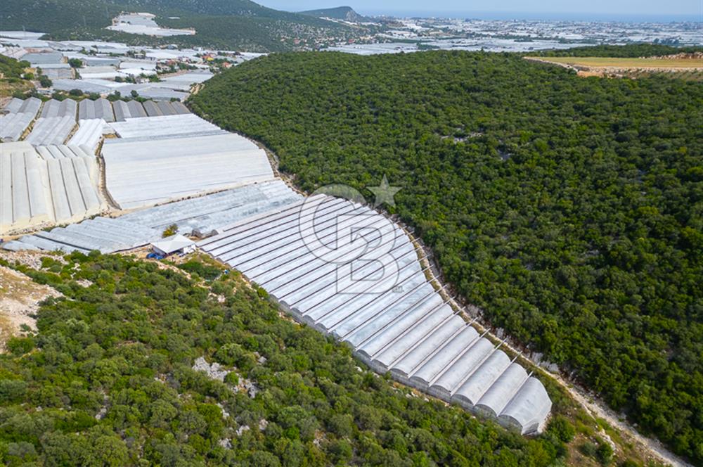 ANTALYA DEMRE KÖŞKERLERDE ÜRETİME HAZIR SATILIK SERA