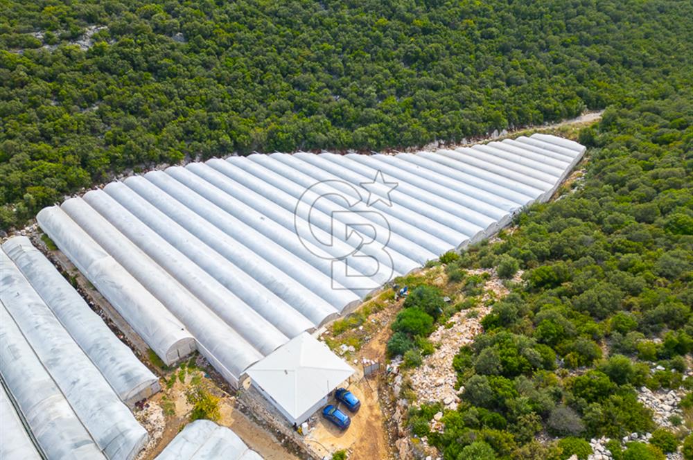 ANTALYA DEMRE KÖŞKERLERDE ÜRETİME HAZIR SATILIK SERA
