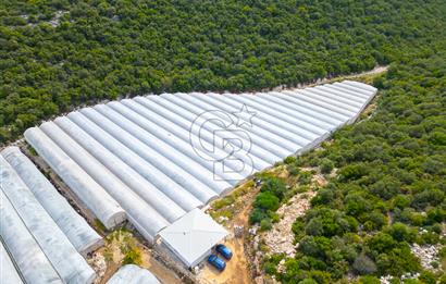 ANTALYA DEMRE KÖŞKERLERDE ÜRETİME HAZIR SATILIK SERA