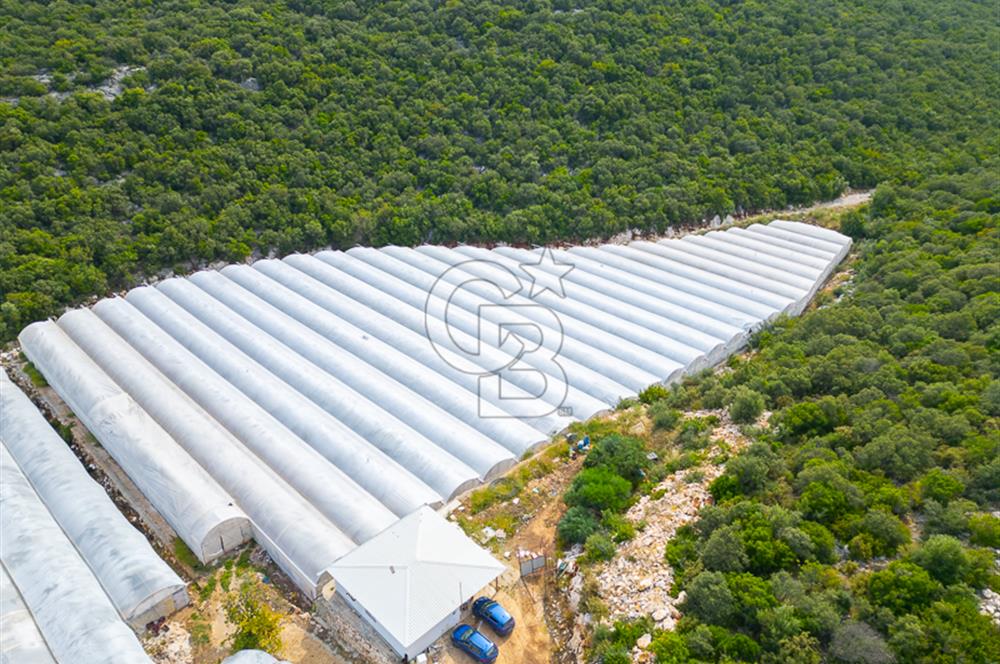 ANTALYA DEMRE KÖŞKERLERDE ÜRETİME HAZIR SATILIK SERA