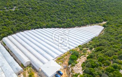 ANTALYA DEMRE KÖŞKERLERDE ÜRETİME HAZIR SATILIK SERA