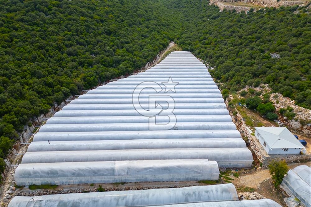 ANTALYA DEMRE KÖŞKERLERDE ÜRETİME HAZIR SATILIK SERA