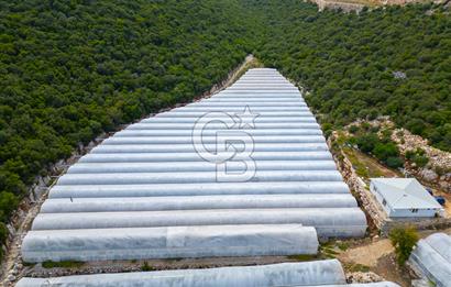 ANTALYA DEMRE KÖŞKERLERDE ÜRETİME HAZIR SATILIK SERA