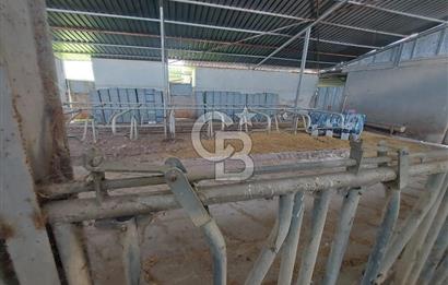 CB TAN KOCAELİ AKMEŞE GÜVERCİNLİK KÖYÜNDE SATILIK BESİ ÇİFTLİĞİ