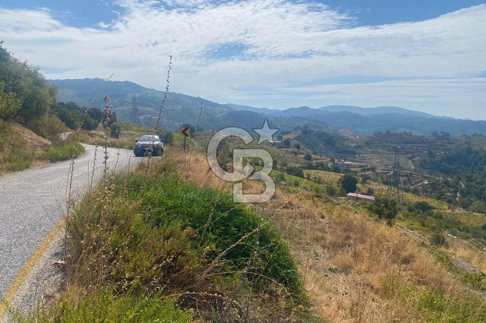 Üzüm Bağların Gözdesi Kavacık'ta 14 Dönüm Asfalt Yol Cepheli Bağ Nitelikli Arazi