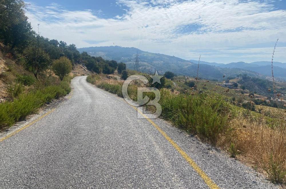 Üzüm Bağların Gözdesi Kavacık'ta 14 Dönüm Asfalt Yol Cepheli Bağ Nitelikli Arazi