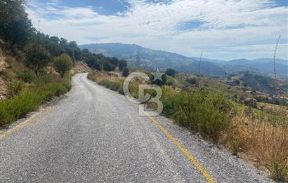 Üzüm Bağların Gözdesi Kavacık'ta 14 Dönüm Asfalt Yol Cepheli Bağ Nitelikli Arazi