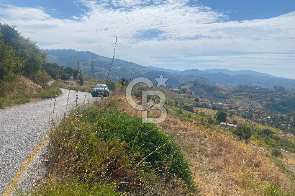 Üzüm Bağların Gözdesi Kavacık'ta 14 Dönüm Asfalt Yol Cepheli Bağ Nitelikli Arazi