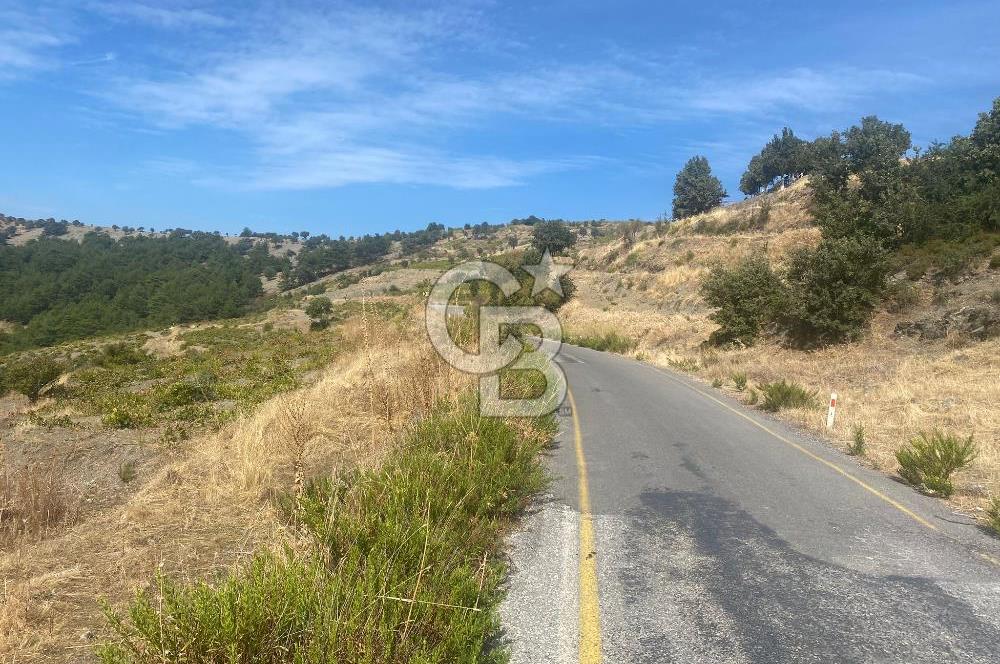 Üzüm Bağların Gözdesi Kavacık'ta 14 Dönüm Asfalt Yol Cepheli Bağ Nitelikli Arazi