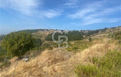 Üzüm Bağların Gözdesi Kavacık'ta 14 Dönüm Asfalt Yol Cepheli Bağ Nitelikli Arazi