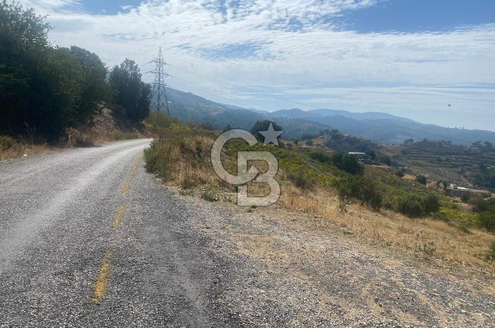 Üzüm Bağların Gözdesi Kavacık'ta 14 Dönüm Asfalt Yol Cepheli Bağ Nitelikli Arazi