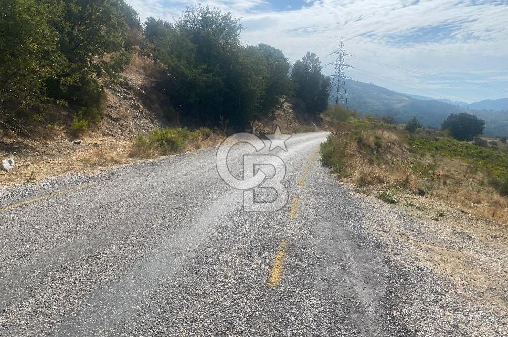 Üzüm Bağların Gözdesi Kavacık'ta 14 Dönüm Asfalt Yol Cepheli Bağ Nitelikli Arazi