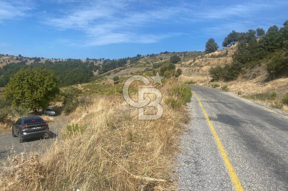 Üzüm Bağların Gözdesi Kavacık'ta 14 Dönüm Asfalt Yol Cepheli Bağ Nitelikli Arazi