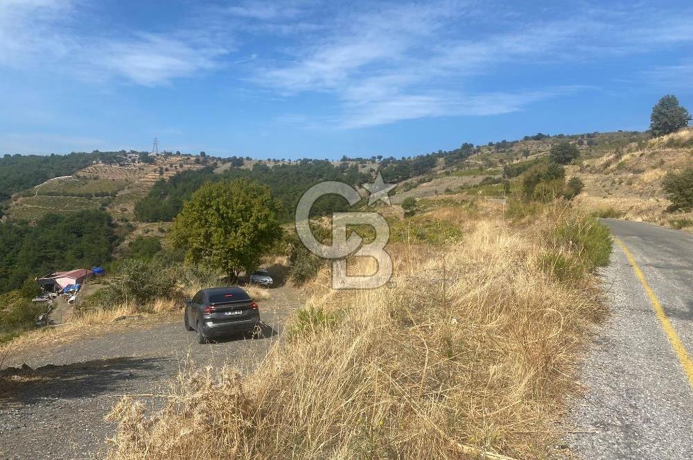 Üzüm Bağların Gözdesi Kavacık'ta 14 Dönüm Asfalt Yol Cepheli Bağ Nitelikli Arazi