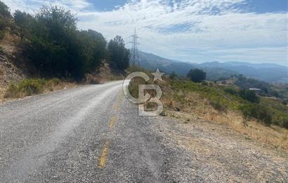 Üzüm Bağların Gözdesi Kavacık'ta 14 Dönüm Asfalt Yol Cepheli Bağ Nitelikli Arazi