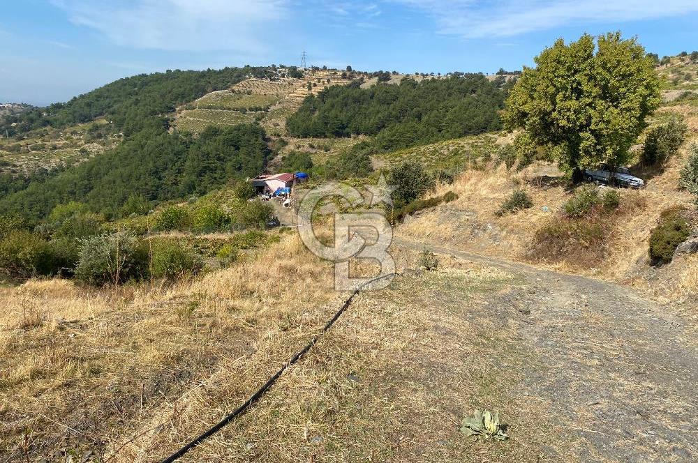 Üzüm Bağların Gözdesi Kavacık'ta 14 Dönüm Asfalt Yol Cepheli Bağ Nitelikli Arazi
