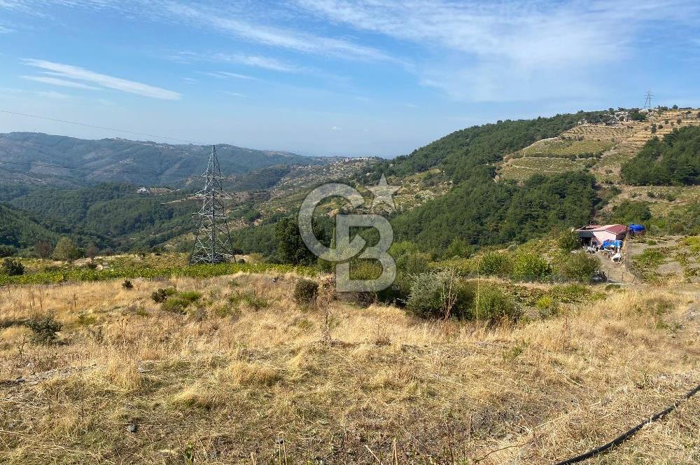 Üzüm Bağların Gözdesi Kavacık'ta 14 Dönüm Asfalt Yol Cepheli Bağ Nitelikli Arazi