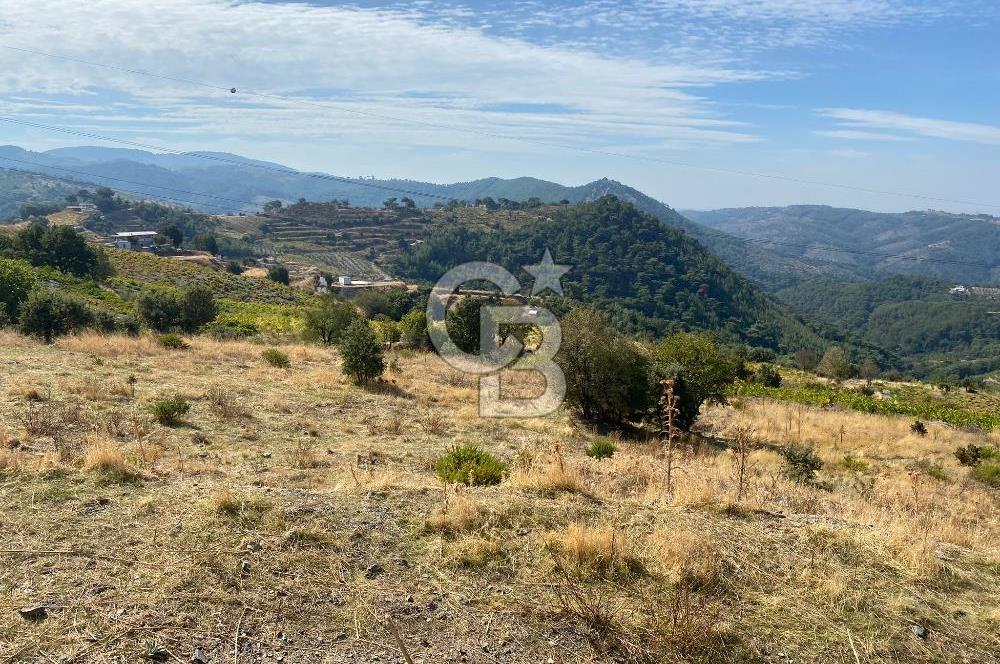 Üzüm Bağların Gözdesi Kavacık'ta 14 Dönüm Asfalt Yol Cepheli Bağ Nitelikli Arazi