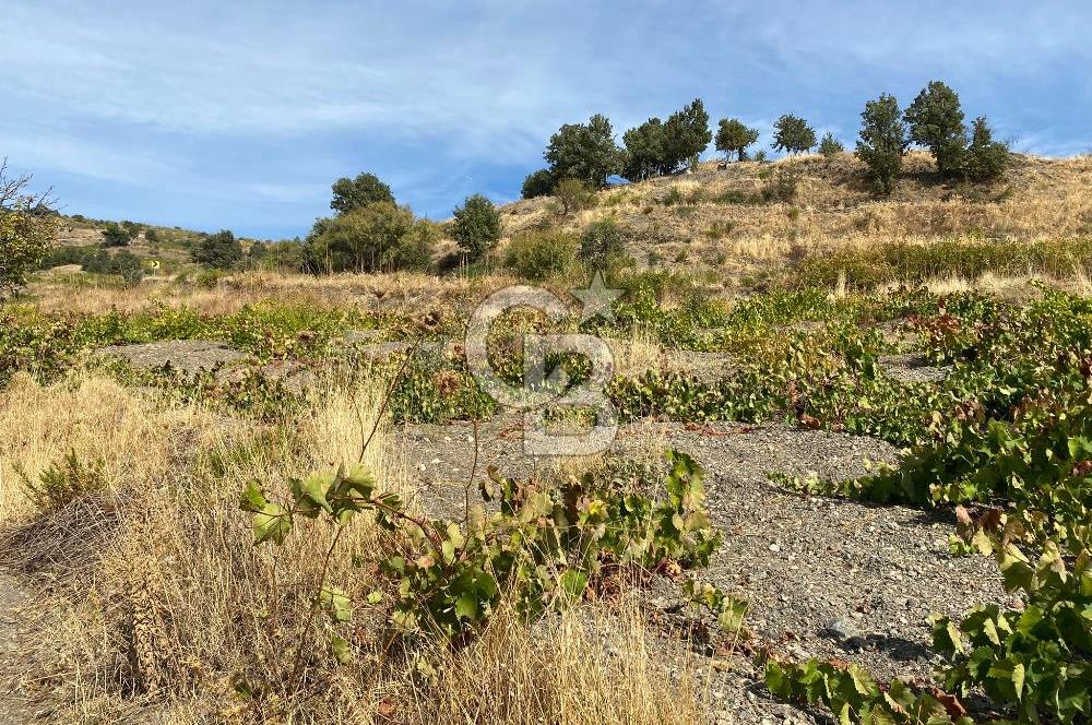Üzüm Bağların Gözdesi Kavacık'ta 14 Dönüm Asfalt Yol Cepheli Bağ Nitelikli Arazi