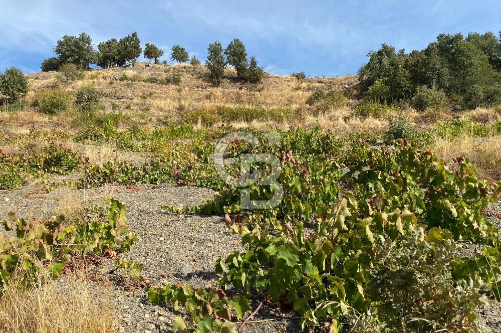 Üzüm Bağların Gözdesi Kavacık'ta 14 Dönüm Asfalt Yol Cepheli Bağ Nitelikli Arazi