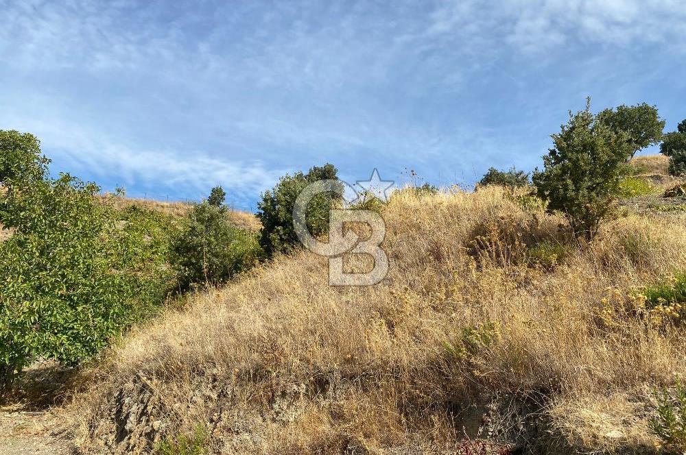Üzüm Bağların Gözdesi Kavacık'ta 14 Dönüm Asfalt Yol Cepheli Bağ Nitelikli Arazi
